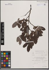 Foto von Salix appendiculata Vill.